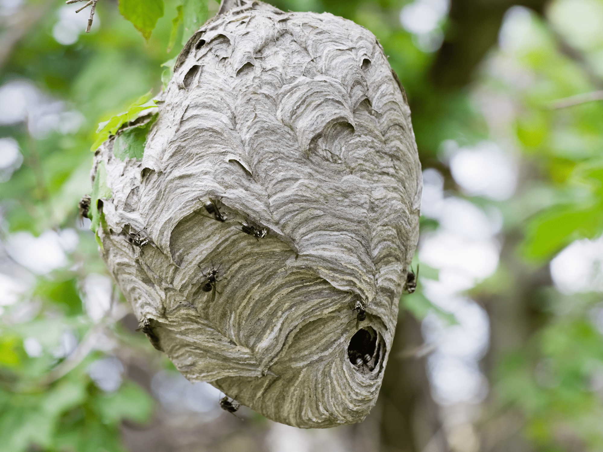 Un nid de frelons asiatiques
